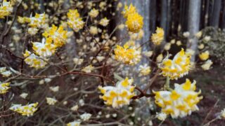 Thumbnail of new posts 029