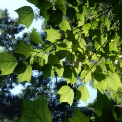 ウリハダカエデかな?葉っぱがカワイイな~!