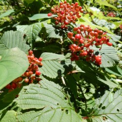 ガマズミの実かな?