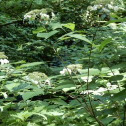 ヤマアジサイかな?