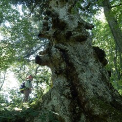 松ヶ嶽神社の大モミです。この異様な形にビックリです。