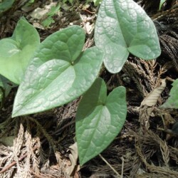 アオイの葉っぱでしょうか。?