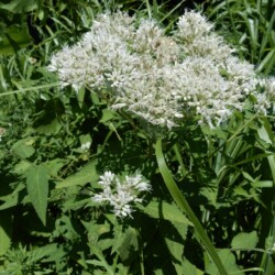 フジバカマの花でしょうか。
