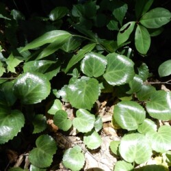 コイワカガミの葉っぱでしょうか?