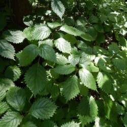 コアジサイの葉っぱでしょうか?