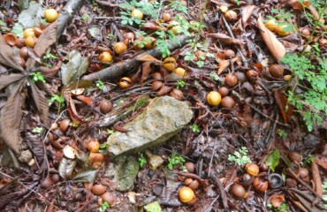 1ヶ所でじっとして拾えます