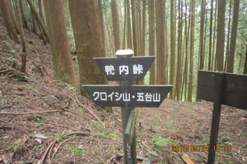 ここで始めて登山者に会いました。イノシシに出会ったと教えてもらいました。