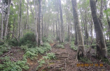二の岳、三の岳を過ぎ、深いブナの森に包まれてうっとりしながら進む。