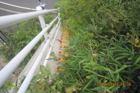 なんと車道を越えて崖の際をはしごで登ります。いばらがあり難所でした。