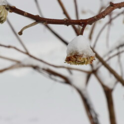 下見で咲いていたミツマタはそのままの姿で雪を被っていました