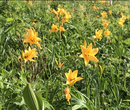 ニッコウキスゲ