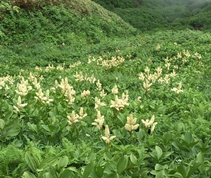 コバイケイソウ