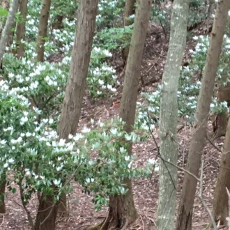 花のない季節なのに、まるで花のよう。
強風に吹かれた、葉の裏側です😆