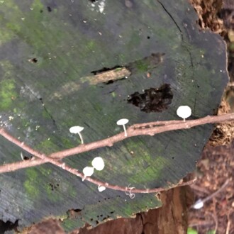 木の枝に生えていて、不思議でした😅
花のない季節なのに、まるで花のよう。
強風に吹かれた、葉の裏側です😆