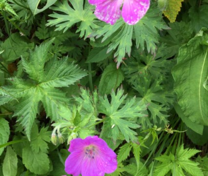 ハクサンフウロ