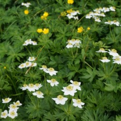 ハクサンイチゲ