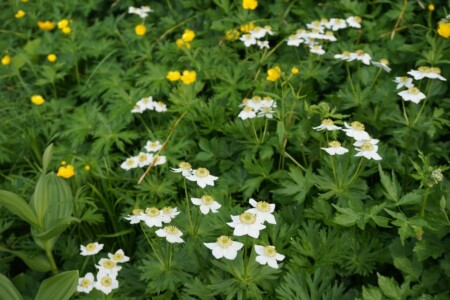 ハクサンイチゲ