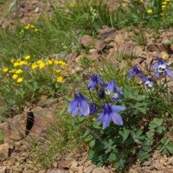 ミヤマオダマキ