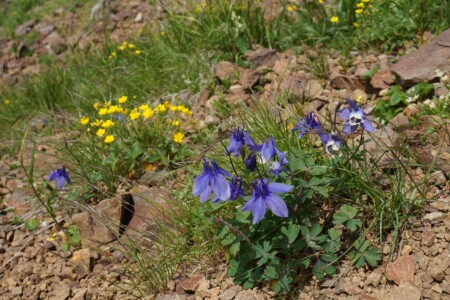 ミヤマオダマキ