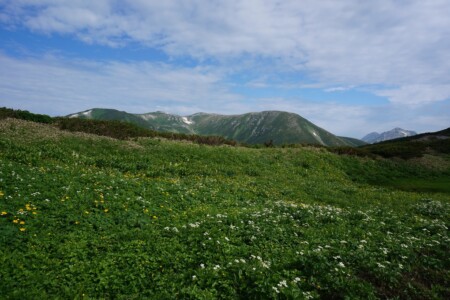 稜線お花畑と双六岳