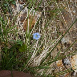 タテヤマリンドウ