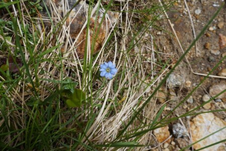 タテヤマリンドウ