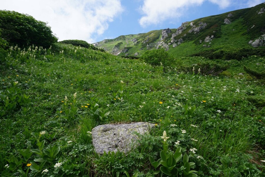 巻道カールのお花畑