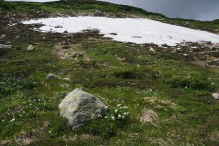 巻道カールのお花畑