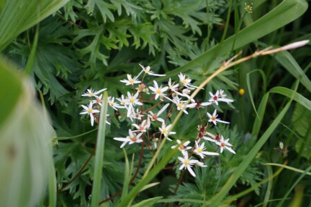 ミヤマダイモンジソウ