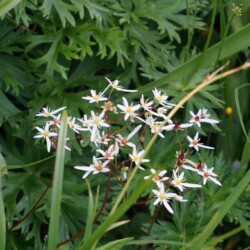 ミヤマダイモンジソウ