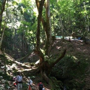 とちの巨木