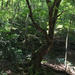 とちの巨木2