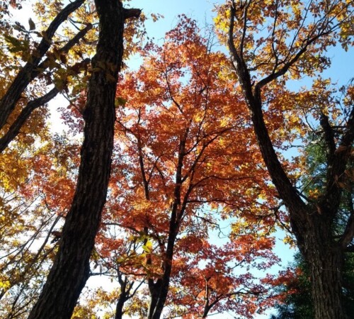 ブナの紅葉、最高!