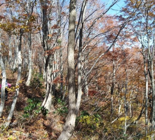 ブナの木々が美しい。