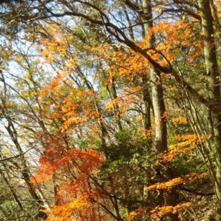 紅葉もまだきれいです。