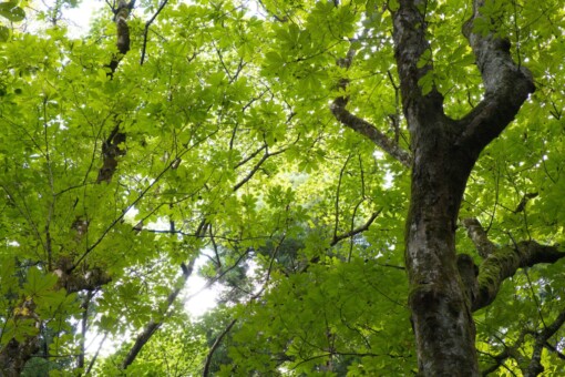 栃の木の葉!!きれいな緑のグラデーションです。
