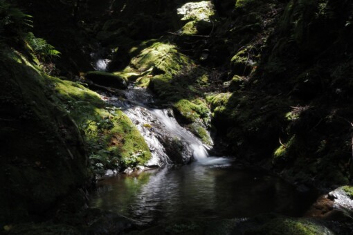苔と水と光と影と・・・