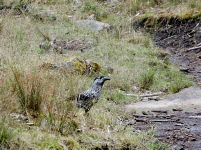 変わった鳥が現れました。何という鳥でしょうか。
調べてみるとホシガラスのようです。このように説明されています。
・・・「星烏と書いて「ホシガラス」。白い斑点を、星空に見立てたことに由来する
全長35cm。全身黒味の強い褐色で、白い斑点が沢山あります。翼は短めで幅広。なのでフワフワと直線的に飛行します。しわがれた声で、「ガァー ガァー」と鳴きます。雑食性でハイマツの実、昆虫、鳥の卵や雛、など何でも食べてしまいます。ハイマツの実を貯蔵しておくこともします。日本では北海道・本州・四国の亜高山帯・針葉樹林で繁殖します。繁殖期が早いので本種の巣が見つかった例は少ししかありません。一般的には留鳥ですが、標高の低いといころなどに移動しているものもいます。昔から登山者にはよく知られており、「岳鴉(だけがらす)」の名で呼ばれていました。」