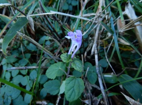 アキチョウジでもヤマハッカでもない・・・それとも、季節外れのタツナミソウ・・・とか❓