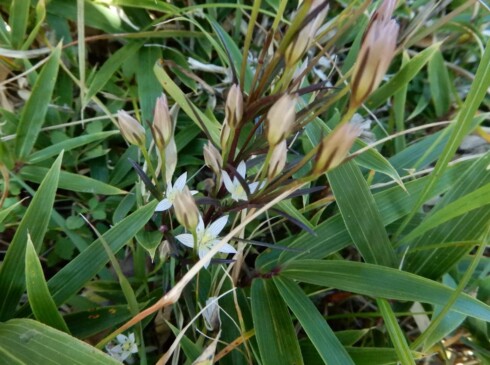 ここで、センブリにあえるとは(^O^)/まだ、つぼみがたくさんついています。