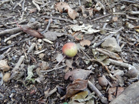 これは・・・小さなリンゴの実。