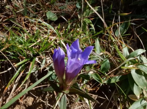 あちこちにリンドウが・・・。