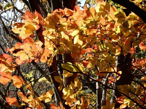 紅葉が始まっています。光が当たって、葉っぱの影も素敵です!(^^)!