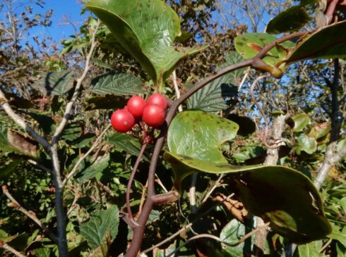 サルトリイバラ(山帰来=サンキライ)。赤い実がかわいい(≧▽≦)