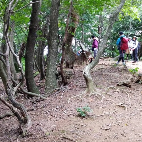 赤松の点在するブナなどの広葉樹林を登ると「夫婦松」、既に20年程前には枯れていたとの事