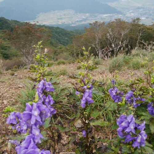 山頂付近にはトリカブトが群生していました
