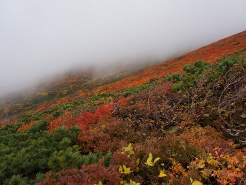 栗駒山 西斜面(須川高原温泉側)の紅葉