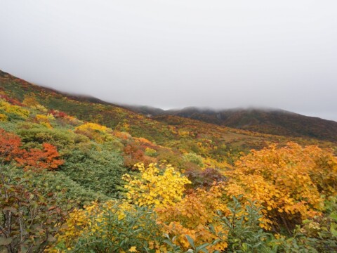栗駒山 西斜面(須川高原温泉側)の紅葉