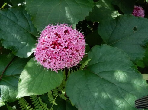 この花は何だろうね。
