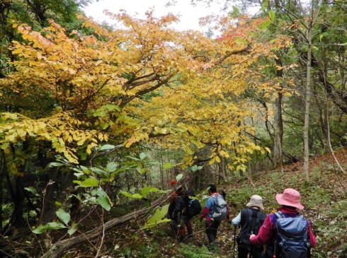 赤と黄と緑のグラデーションが素敵です!!